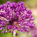 Purple Sensation Allium